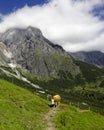 Cow blocking an Alpine trail