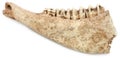 Cow bone of Jaw Royalty Free Stock Photo