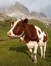 Cow (bos primigenius taurus) on Dolomities, Italy