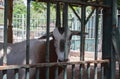 a cow or Bos taurus confined to a cage in a zoo