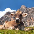 Cow bos Taurus on mountain laying on meadow