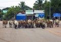 Cow boy in thailand