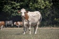 Cow, breed of cattle Montbeliard, in the Jura, France. Royalty Free Stock Photo