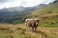 Cow of breed Swiss brown grazing alpine meadow in Switzerland.