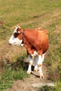 Cow browsing on a footpath on a mountain in the Hohe Tauern Alps, Austria Royalty Free Stock Photo