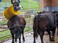 Cow with brush massage