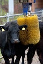 Cow with brush massage device