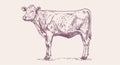 Cow, bull, beef. Vintage retro print Royalty Free Stock Photo