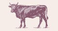 Cow, bull, beef. Vintage retro print Royalty Free Stock Photo