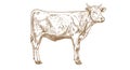 Cow, bull, beef. Vintage retro print Royalty Free Stock Photo