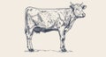 Cow, bull, beef. Vintage retro print Royalty Free Stock Photo