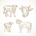 Cow, Bull and Calf Hand Drawn Vector Illustrations Set. Abstract Domestic Animals Sketch Bundle. Doodle Style Drawings