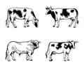 Cow and bull icons lined simple isolated. For dairy and beef, farming and veterinary