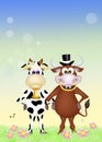 Cow and bull in love Royalty Free Stock Photo