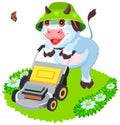 Cow bull mowing grass lawn. Funny animal symbol 2021