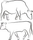 Cow and bull - outlines