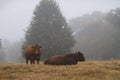Cow and bull in the pasture, foggy day in fall