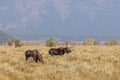 Bull and Cow Shiras Moose in Rut in Wyoming in Fall Royalty Free Stock Photo