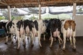 Butts with udders of a herd of cows side by side Royalty Free Stock Photo