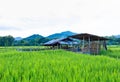 The cow byre and ricefarm Royalty Free Stock Photo