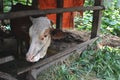 Cow in a cage with a leaf wood feed container