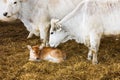 Cow and calf