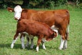 Cow and calf Royalty Free Stock Photo