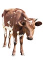 Cow calf