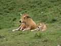 Cow and calf Royalty Free Stock Photo