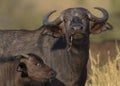 Cow and Calf African buffalo or Cape buffalo Syncerus caffer portrait Royalty Free Stock Photo