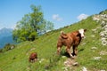 Cow calf on alpine slope