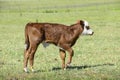 Cow with calf sucking, La Pampa