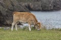 Cow Calf Asturian race Royalty Free Stock Photo