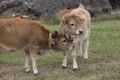 Cow Calf Asturian race Royalty Free Stock Photo