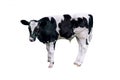 Cow, calf on background. Royalty Free Stock Photo