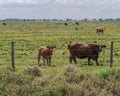 Cow and calf behind a barbed wire fence in a field Royalty Free Stock Photo