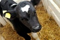 Cow calf in box with hay Royalty Free Stock Photo