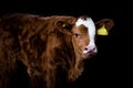 Cow calf brown isolated against background standing in a barn Royalty Free Stock Photo