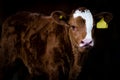 Cow calf brown isolated against background standing in a barn Royalty Free Stock Photo