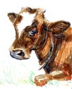 Cow Calf brown,