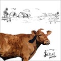 Cow Calf brown, vector