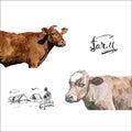 Cow Calf brown, vector