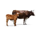 Cow Calf brown, vector