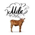 Cow Calf brown, vectors