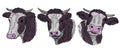 Cow, calf, bull cute muzzle face in three different set Royalty Free Stock Photo