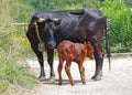 Cow with calf Royalty Free Stock Photo