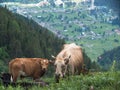 Cow with calf closeup standing in the meadow