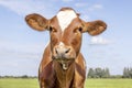 Cow calf cute and calm red with white, friendly and calm expression, adorable furry