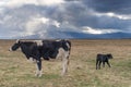 Cow and calf in dramatic weather