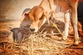 cow calf eating a dry grass,Brahman calves, brown calves, cows, young, walking in a single,indian cow boy Royalty Free Stock Photo